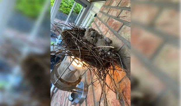 Nestje met 2 jonge duifjes