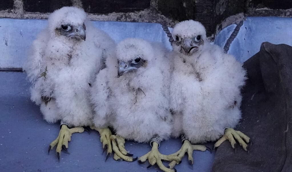 De drie jonge slechtvalken op de Onze Lieve Vrouwetoren.