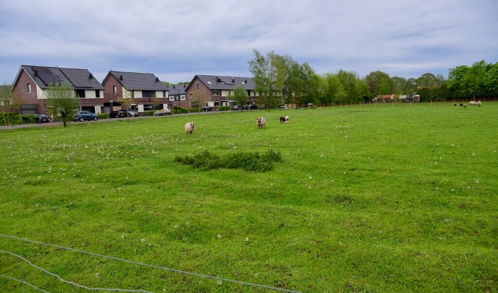 De locatie aan de Huybertsenweg, waar nu nog een kudde Drentse heideschapen graast.