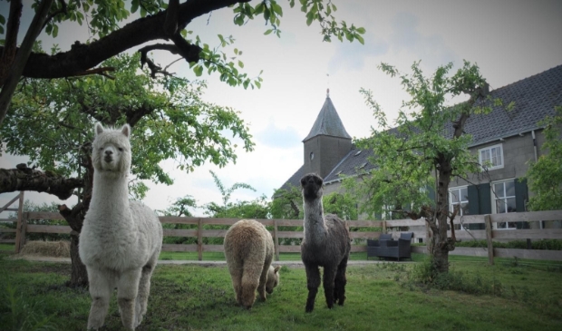 De alpaca's zijn een trekpleister