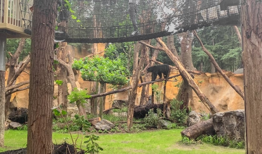 Bezoekers kunnen samen klimmen met de nieuwe beren.