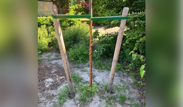 <p>De jonge bomen zin ontdaan van hun bast. Ze zullen dat niet overleven.</p>