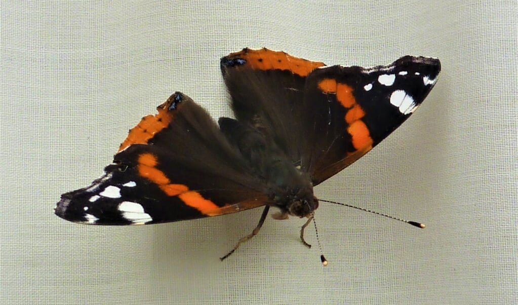 Opeens zag ik deze vlinder zitten het gordijn van de achterdeur die open stond. Ik kon heel dichtbij komen en toen deed ze haar vleugels ook nog mooi helemaal wijd. Kon ik rustig wat foto’s maken van deze schoonheid, die je tegenwoordig helaas niet zo veel meer ziet.  
