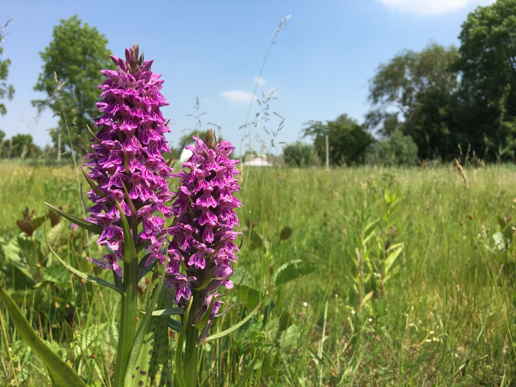 <p>Wilde orchidee</p>