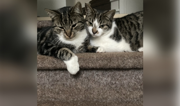 Vermiste kater Zicht Voorthuizen