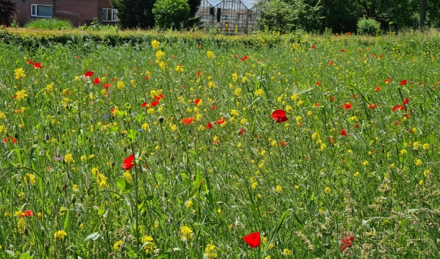 'Wilde bloemen' Hoge Hoffweg