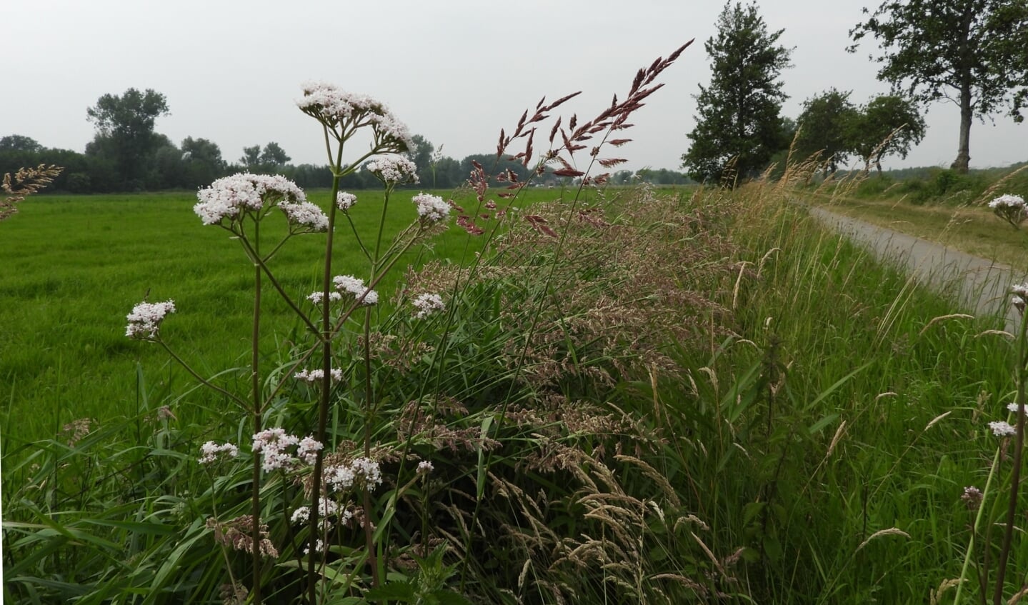 Echte valeriaan en rietgras langs de Vrouwenweg.