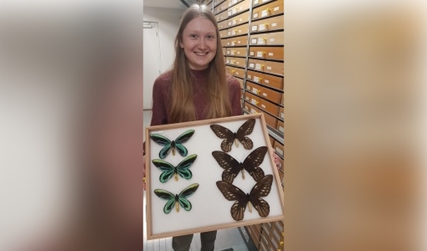 <p>In de collectietoren van Naturalis laat Noortje Looijenga een andere bijzondere vlindersoort, 'Birdwing', zien.</p>