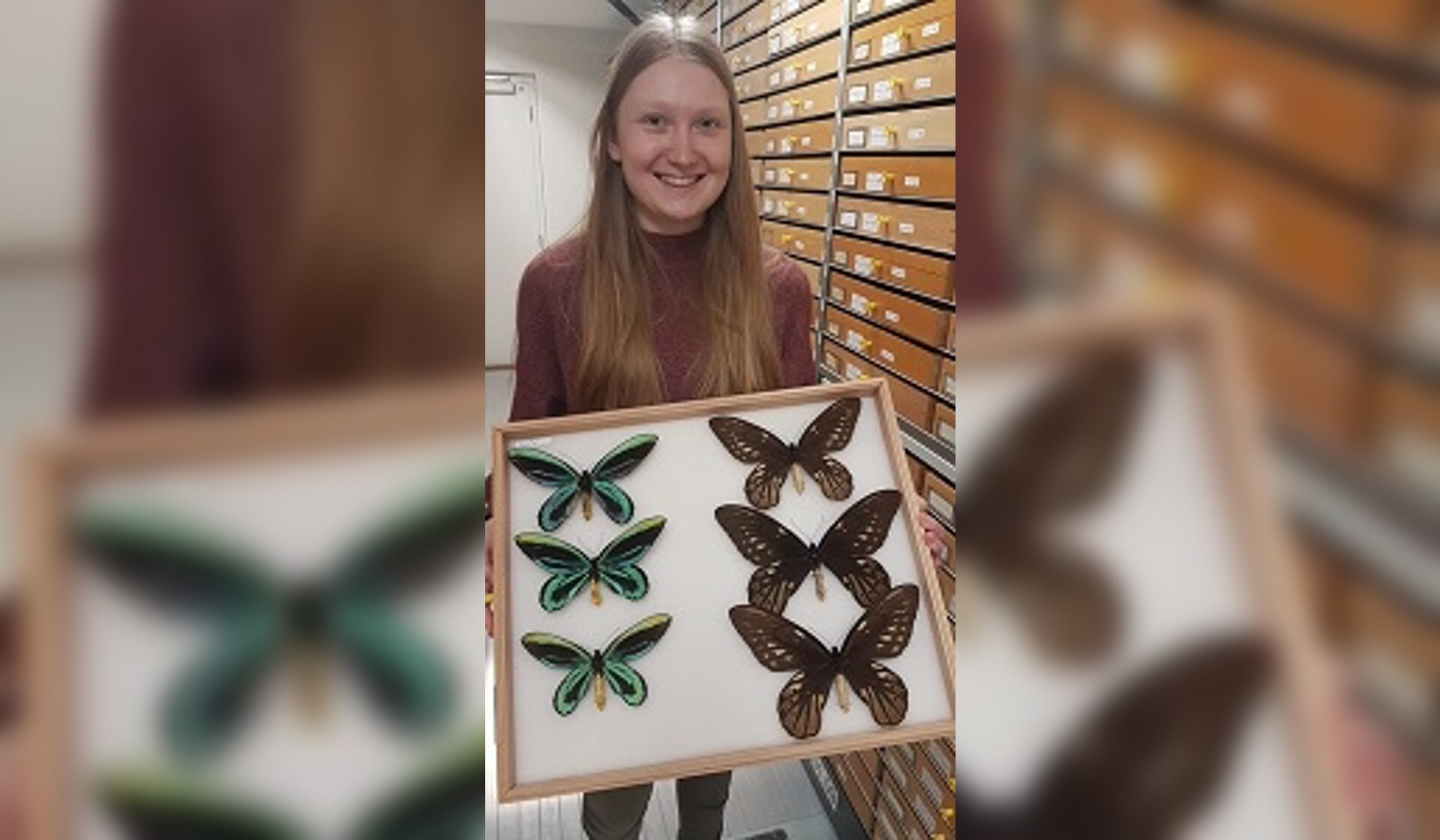 In de collectietoren van Naturalis laat Noortje Looijenga een andere bijzondere vlindersoort, 'Birdwing', zien.