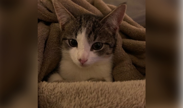 Vermiste kater Eekschillerlaan Voorthuizen.