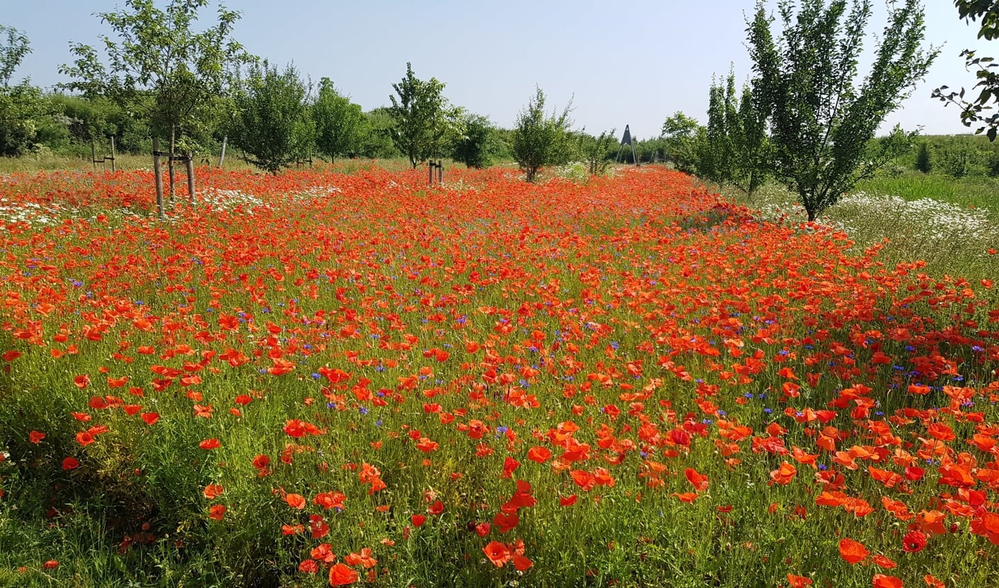 Haarlemmermeer biedt een duizelingwekkende variatie aan bloemen waar de biodiversiteit van af spat.