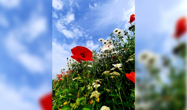<p>Flowerpower in Houten.Een rondje vijfwal is een feest!<br> </p>