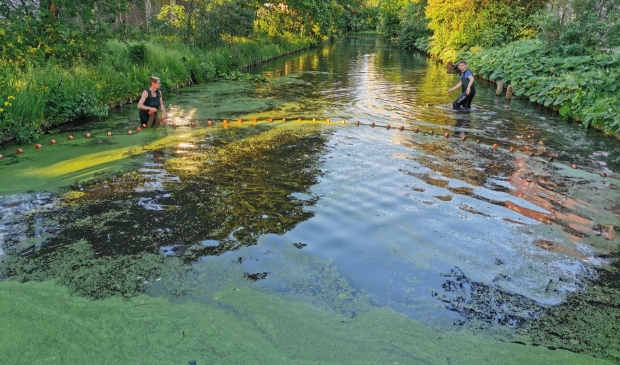 <p>De vissen weden gevangen en verhuisd naar de Amstel.</p>