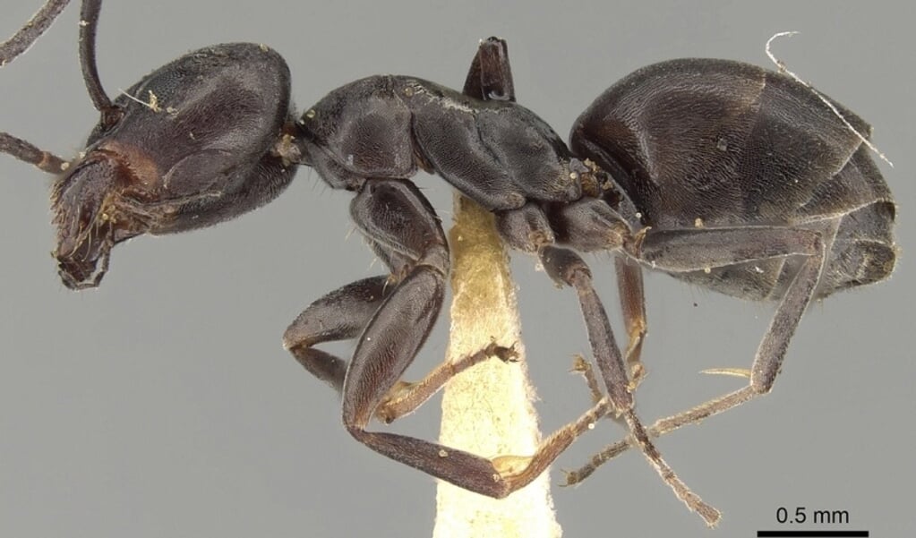 Ze hebben een leuke naam, maar deze mieren deinzen er niet voor terug om hun aanvallers te bijten. 