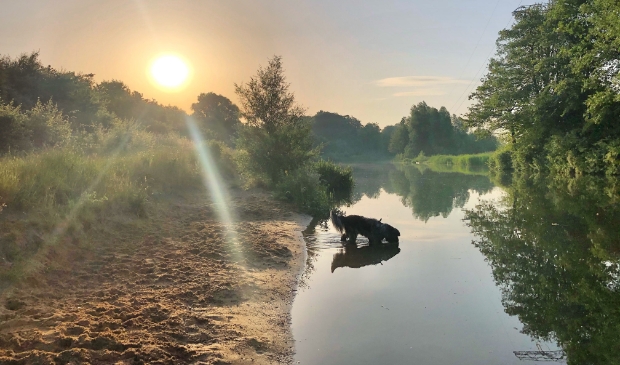 <p>Gisterenochtend heel vroeg een verkoeling in de Krommerijn tijdens de wandeling voor hond Danzo. </p>