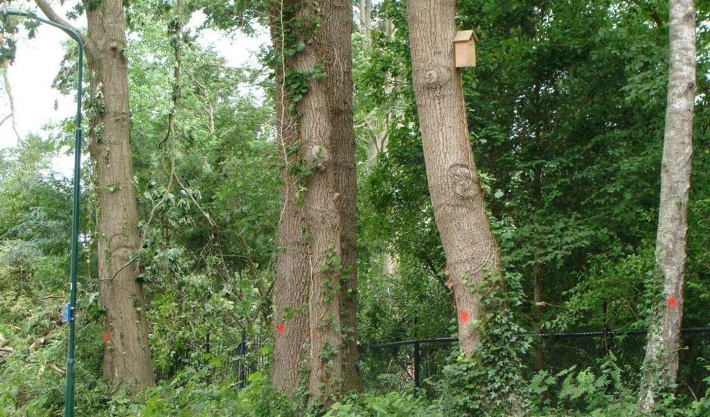 De rode stippen waarmee de bomen zijn gemarkeerd tekenen de te kappen bomen.