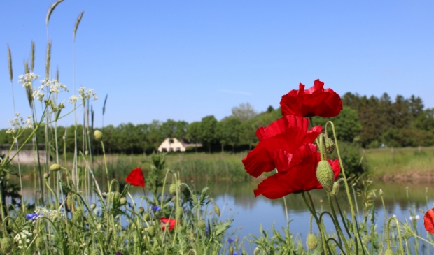 <p>Noa de Ruijter maakte deze foto’s van prachtige wilde klaprozen in Werkhoven, op de Steenovenweg langs de Kromme Rijn. </p>
