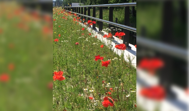 Klaprozen langs de Beneluxbaan
