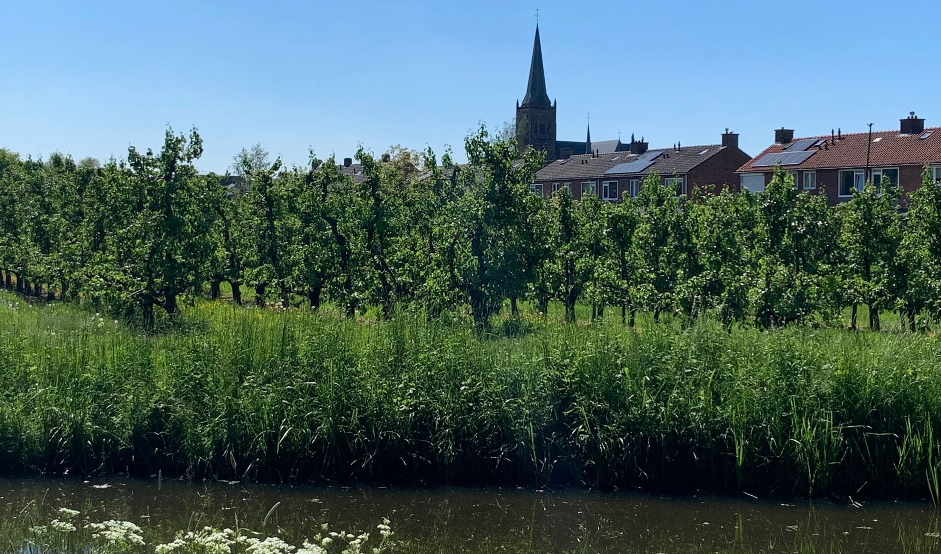 De perenboomgaard in Schalkwijk