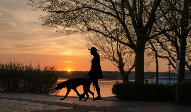 Hond wordt uitgelaten