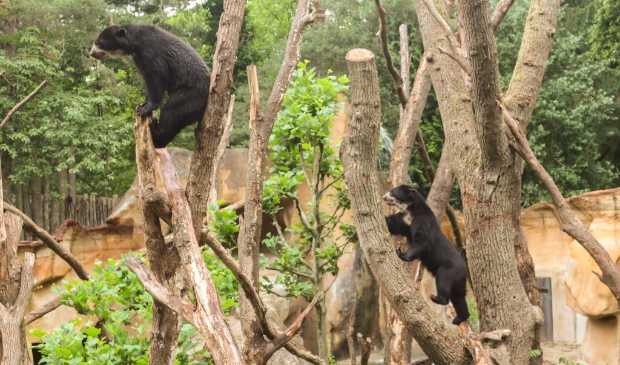 <p>De broertjes Teju en Ariba (beiden drie jaar), afkomstig uit het Duitse Zoo Duisburg, zijn de enige brilberen die in Nederland te zien zijn.</p>