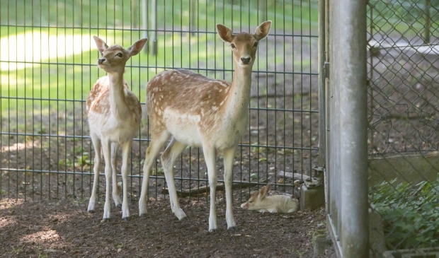 <p>Beschuit met muisjes in Hertenkamp Baarn.
</p>