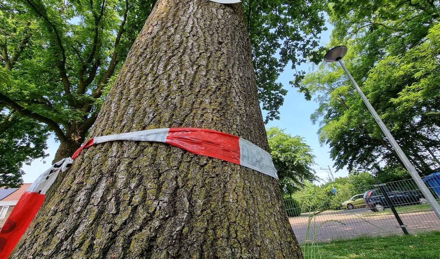 Op verschillende plekken in Barneveld wordt alweer gewaarschuwd voor de jeukrups. Op het witte papiertje in de boom staat de volgende tekst: Pas  op! Eikenprocessierups. Hij zit er nu in!