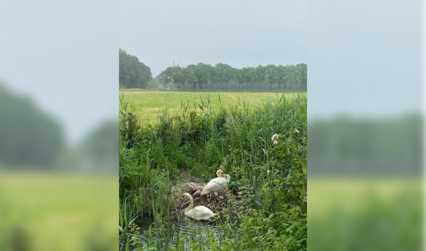 Nest jonge zwaantjes
