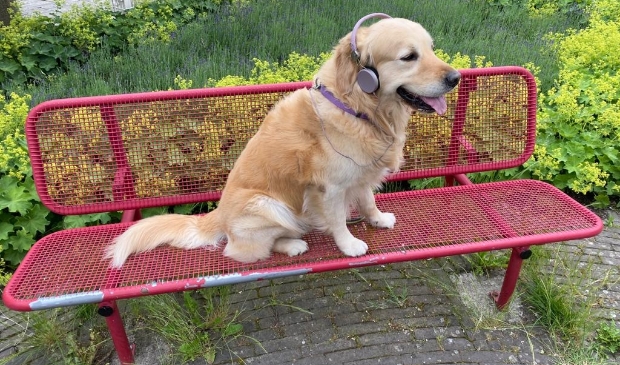 <p>Deze hond neemt een voorproefje op een verhaal. </p>