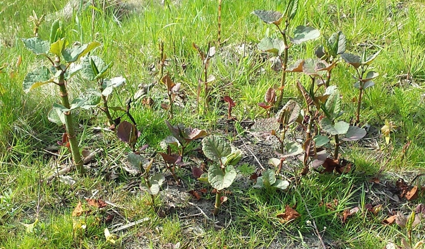 Jonge plantjes duizendknoop in het voorjaar.