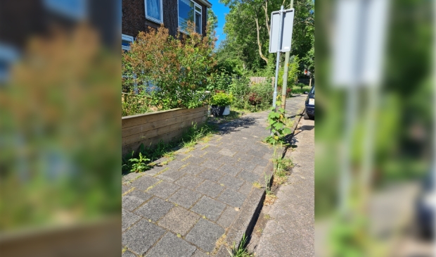 Onkruid woekert in de Korenbloemstraat.