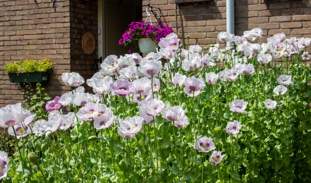 <p>Papavers</p>