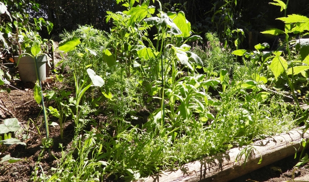 <p>,,Onlangs heb ik een hoekje van mijn tuin gevuld met plantjes die ik zelf kweek.''</p>