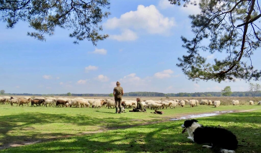 Drentse Heide-schapen van het Goois Natuurreservaat op de Larense Westerheide met de Herders