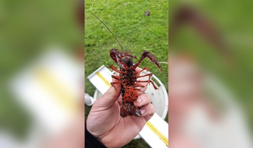 Amerikaanse rivierkreeft: vrouwtje met eitjes