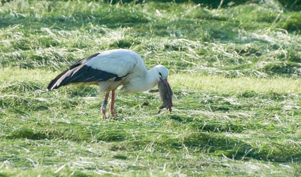 <p>Ooievaar met prooi</p>