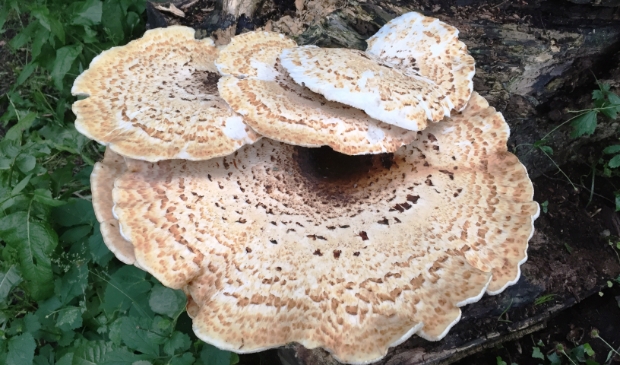 Zwam in Rijnsoeverbos