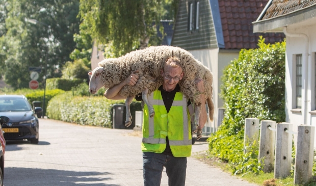 <p>De herder moest zijn schaap honderden meters dragen. Geen pretje met deze temperaturen.</p>