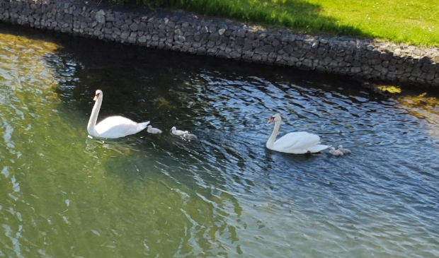 <p>Deze hebben het gelukkig gered en zwemmen in Houten Zuid.</p><p><br></p>