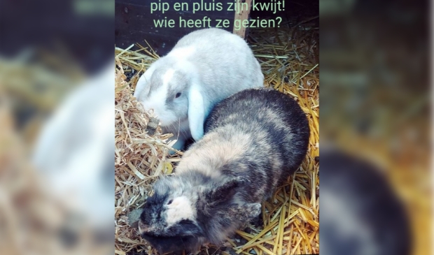 Vermiste konijnen van Lennepstraat Barneveld.