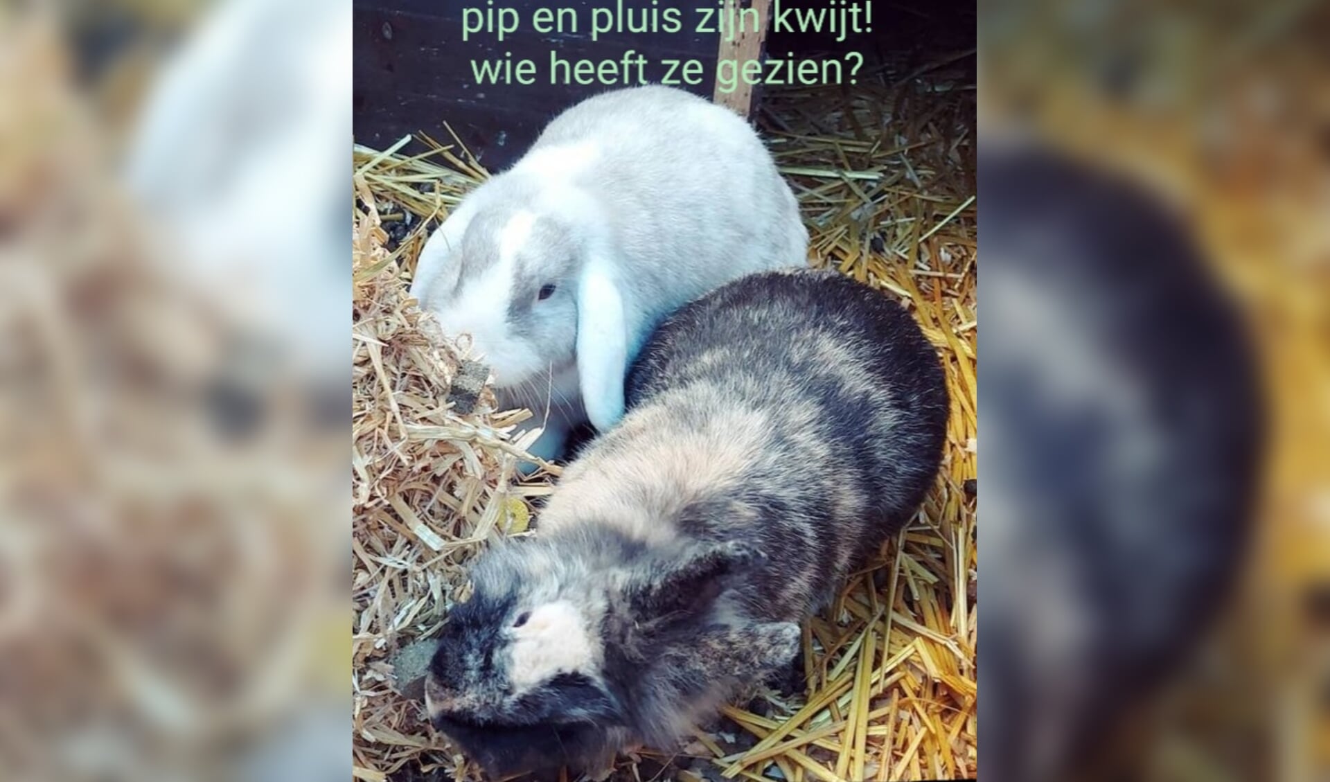 Vermiste konijnen van Lennepstraat Barneveld.