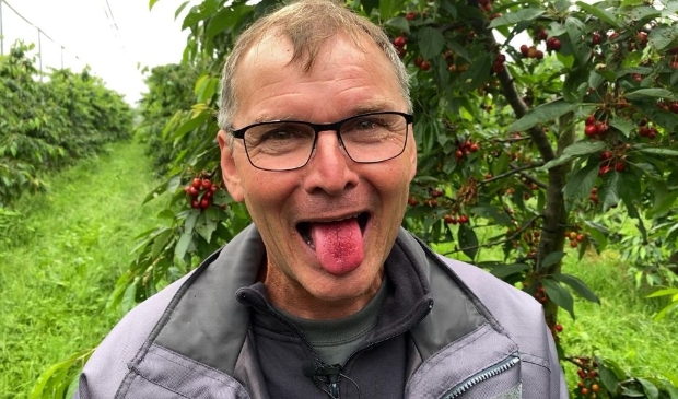 <p>Fruitteler Wim Oskam uit Werkhoven is begonnen met de eerste oogst kersen.</p>