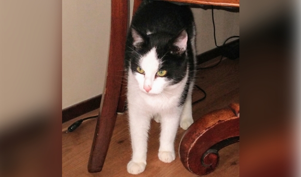 Vermiste kat Evertsenlaan Voorthuizen