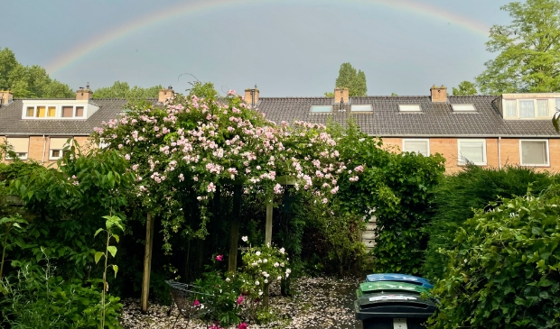 Regenboog boven de rozen in Bankras