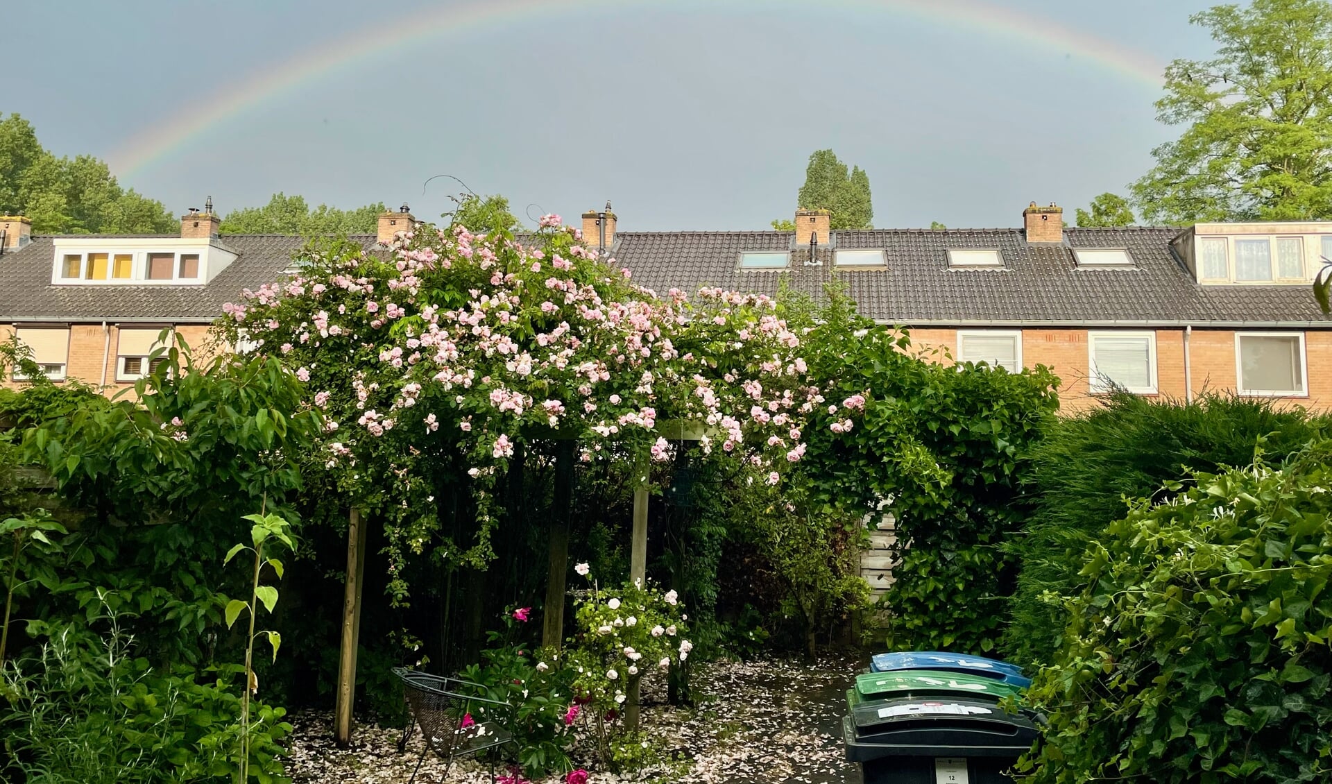 Regenboog boven de rozen in Bankras