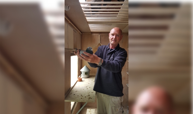 Hans Looijen met 1 van zijn favoriete duiven