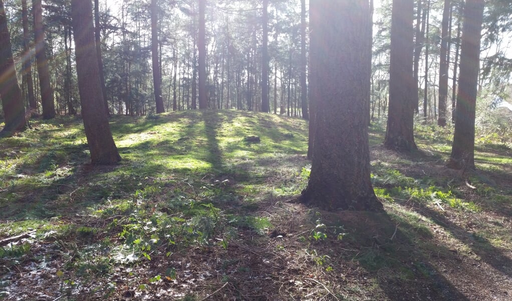 Grafheuvel met bomen tegenover de Hoogstraat in het bos van Leersum.