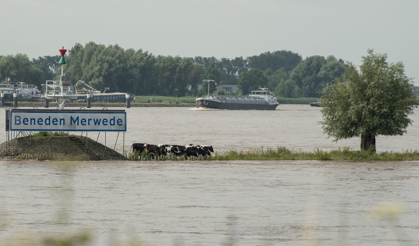 De koeien staan te wachten op de watertaxi, op de splitsing van de Nieuwe en de Beneden Merwede.