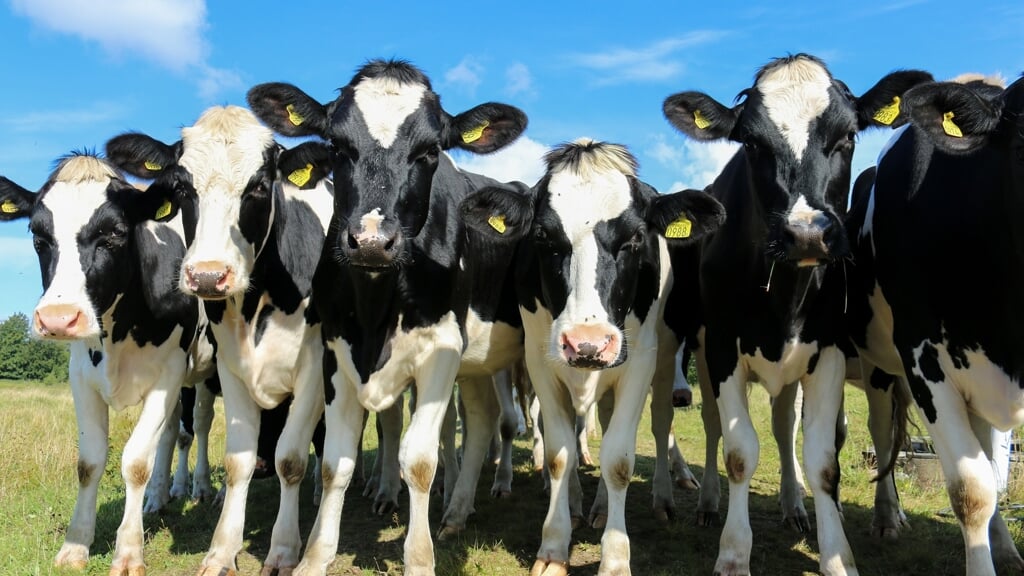 Kalverhouderij Tonnenberg in Ermelo maakt plaats voor vijf woningen in duurdere segment. Foto ter illustratie.