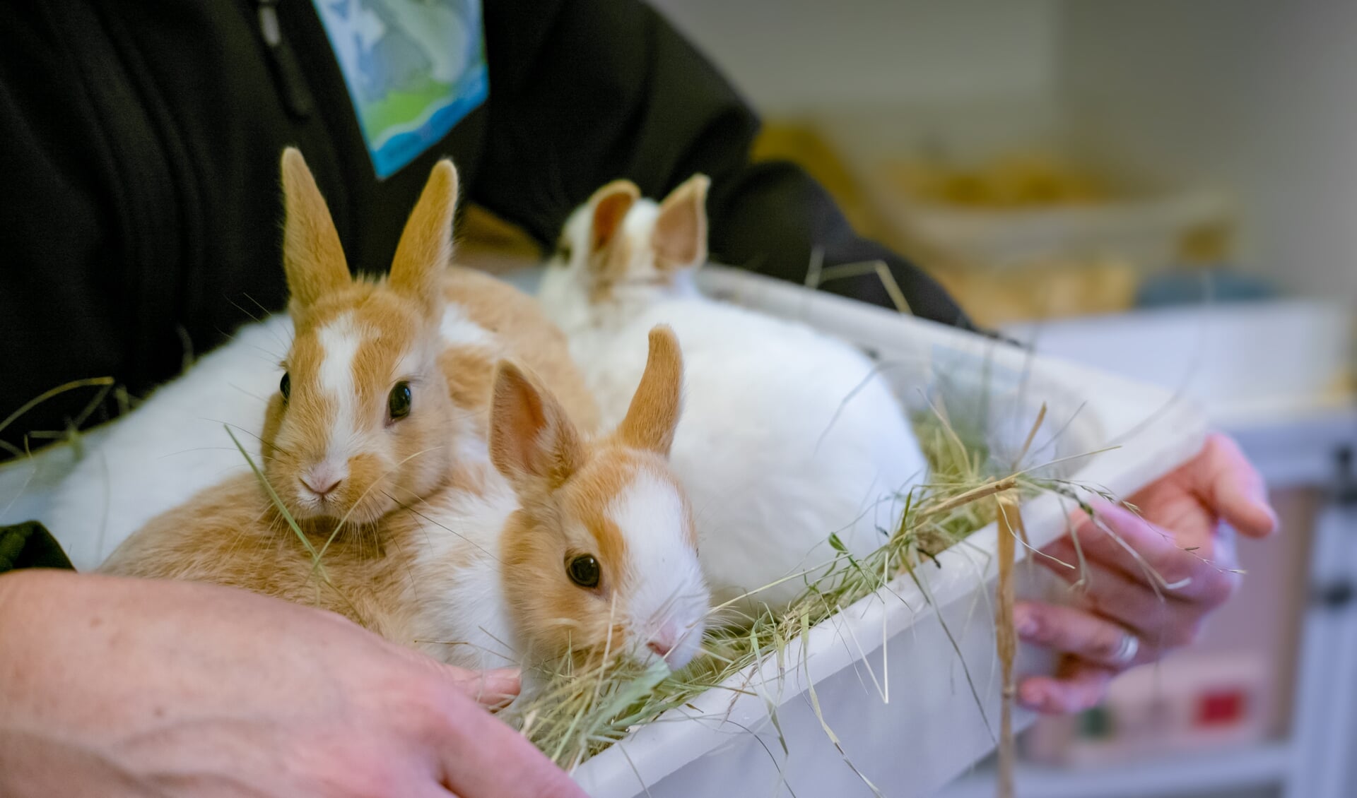 Ook konijnen worden in toenemende mate naar de opvang aan de Eemweg in Soest gebracht.